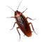 KILL COCKROACHES