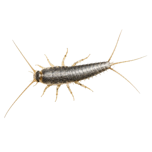 KILL SILVERFISH