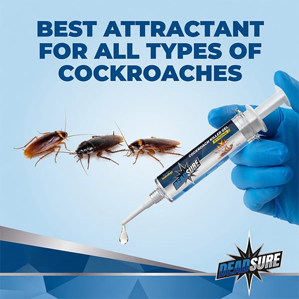 Deadsure cockroach Killer gel (Pack of 4, 140gm)